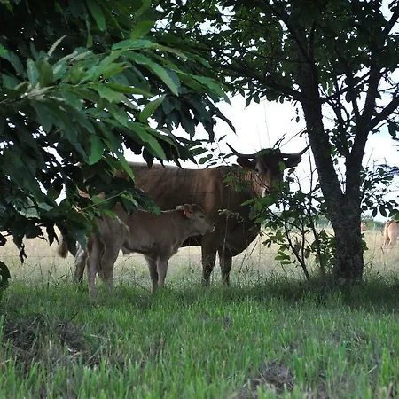 Liabaquet * Sarlande