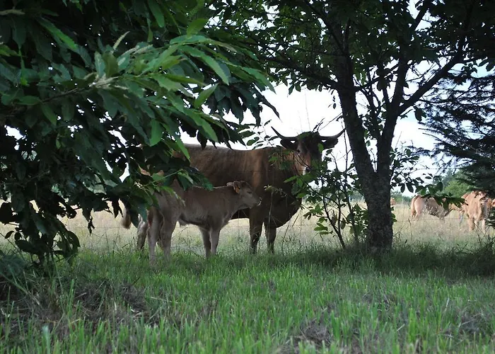 Liabaquet * Sarlande